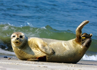 Seals: Explore Florida Seals